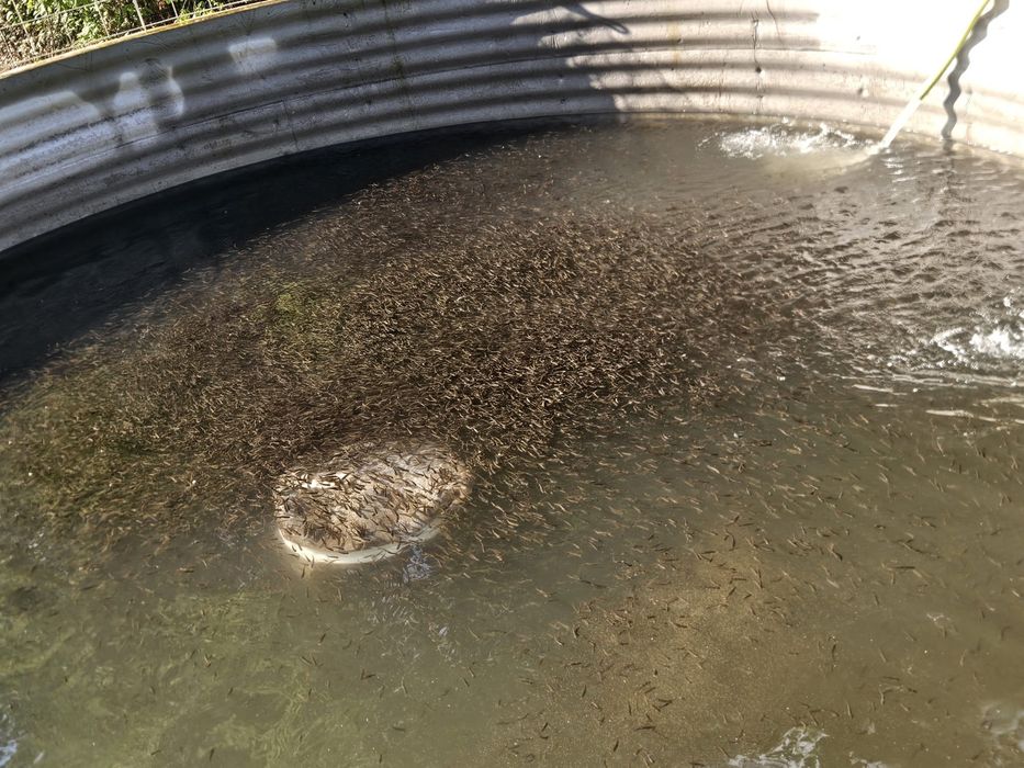 Puiet pastrav fantanel