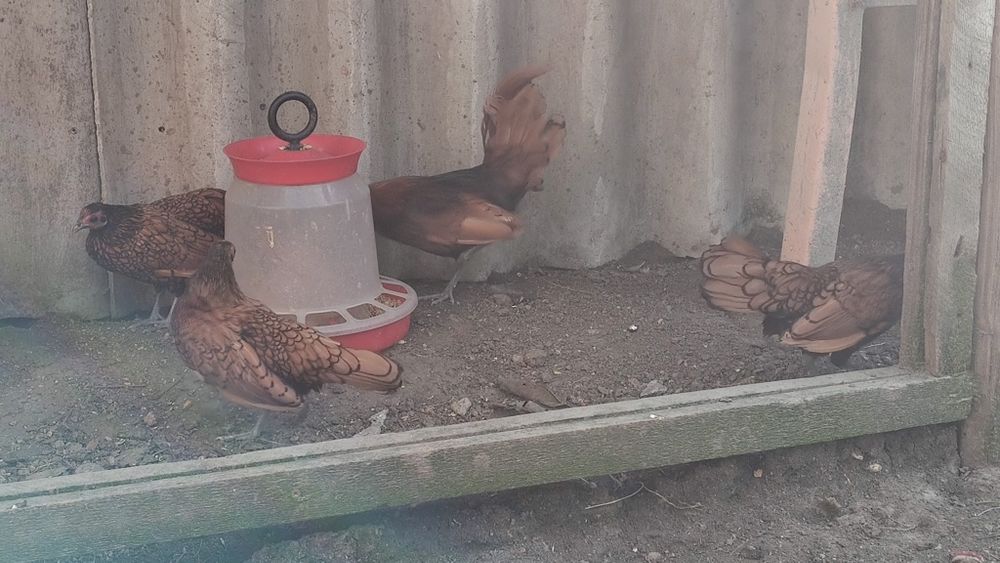 Vând  5 femele sebrig auriu