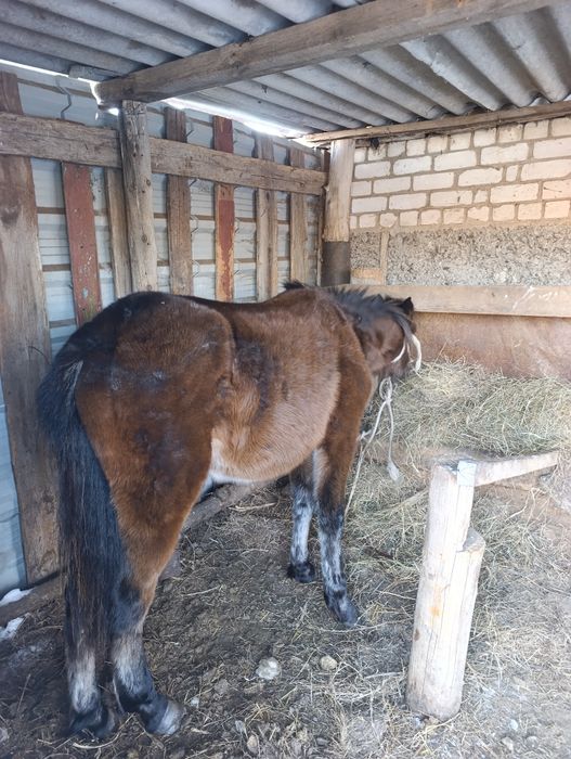 Продам двух жеребчиков на откорм