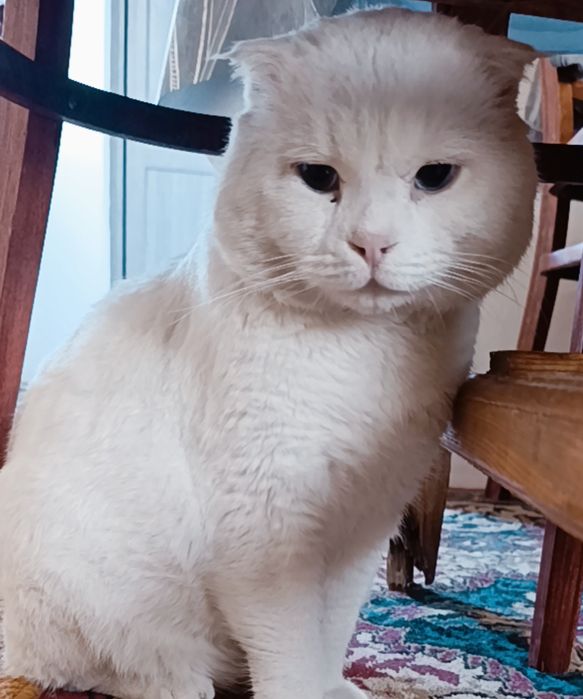 Scottish fold срочно сотилади