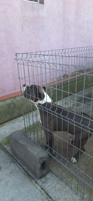 amercan bully  de vânzarea