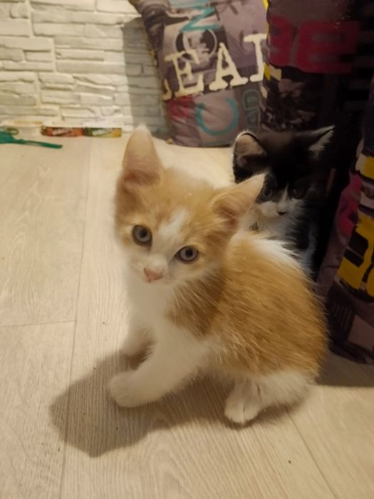 Отдам котят БЕСПЛАТНО