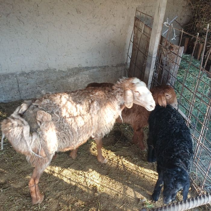 Козили кой 5 бас