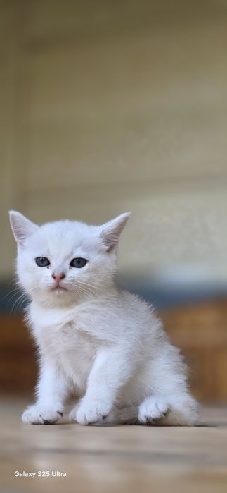 Продаются Котята 2 месяца