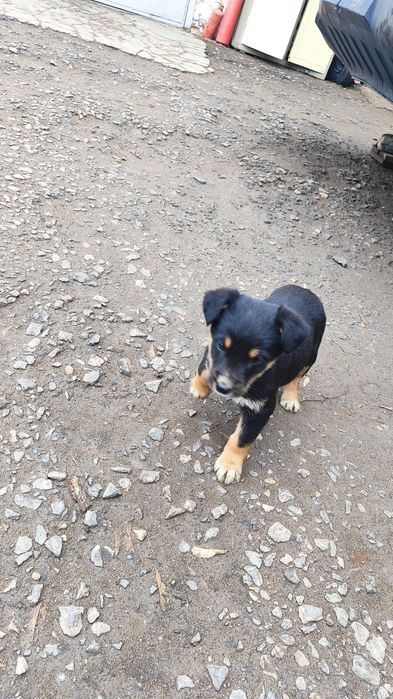 Отдам щенят бесплатно