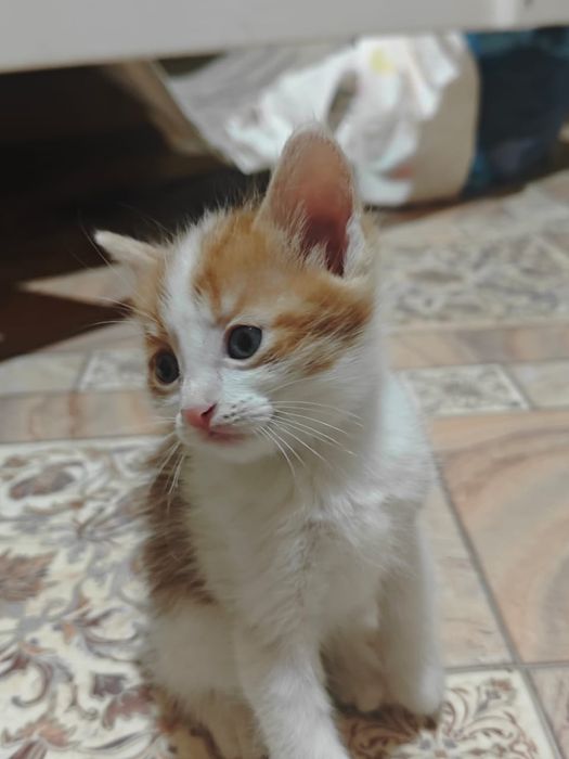 Отдам котят в хорошие руки.