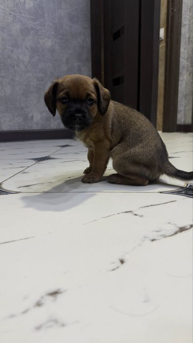 Собака. Щенок 1,5 месяца