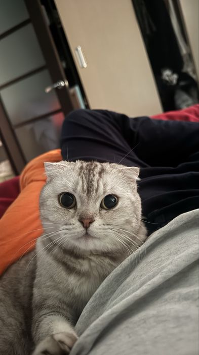 Шотландская вислоухая кошка
