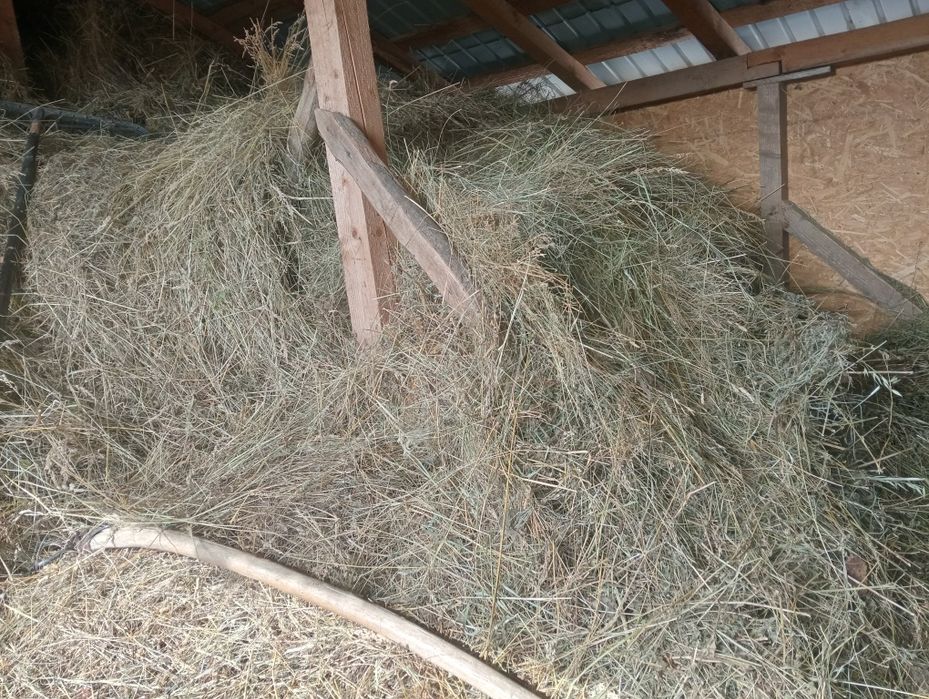 Vând fan din livada.