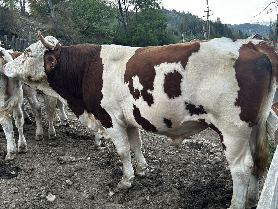 Vand taur baltata romaneasca