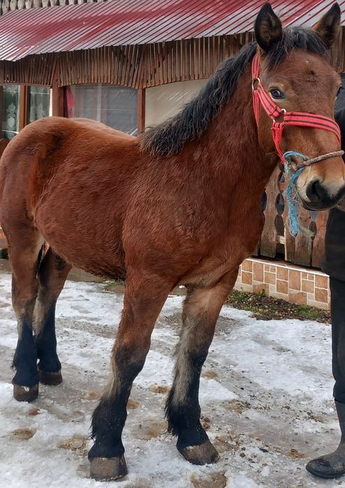 Mănz greu de vânzare