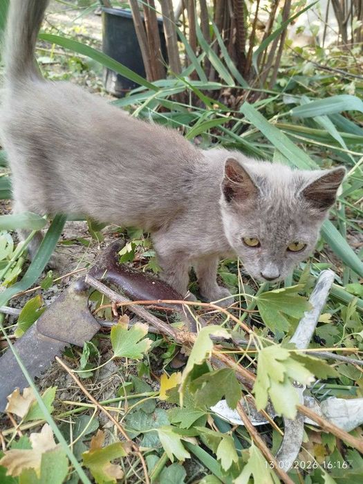 Последний шанс котятам обрести дом и семью