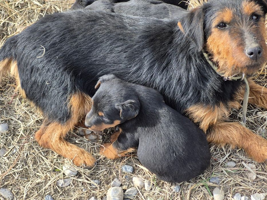 Продам щенят ягдтерьера