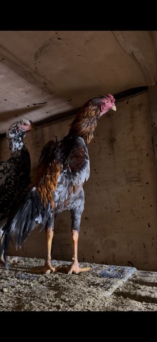 Шамо шөже сатылады