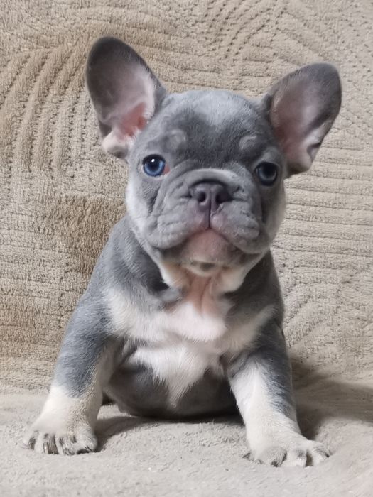 Малыши французики