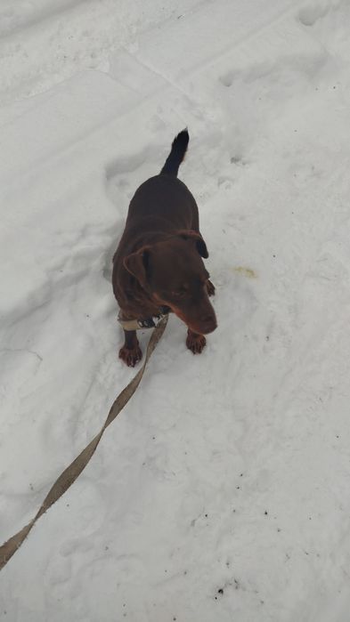 Продам суку ягдтерьера