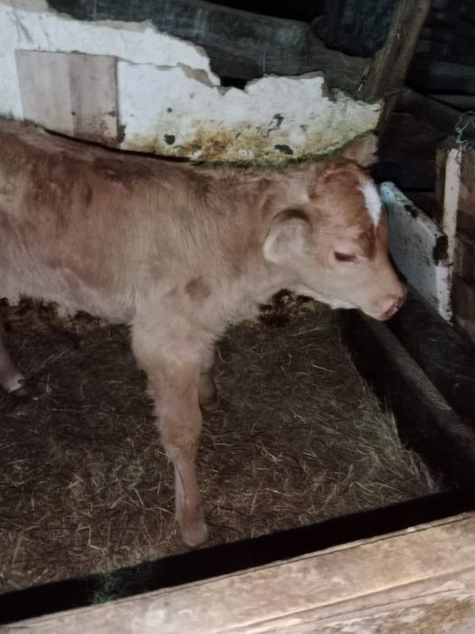 продается телята