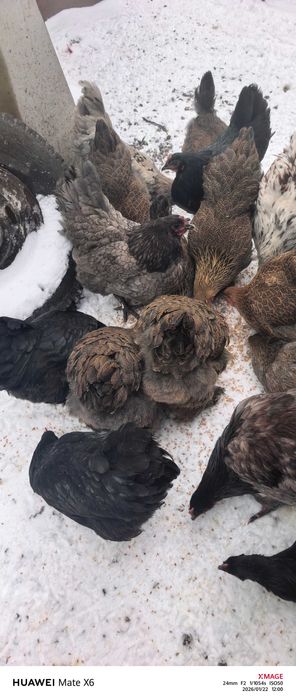 Кокошки породисти