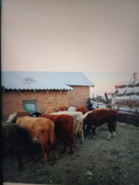 12 баспақ бұқа сатам