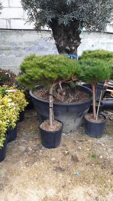 Tuia Evoniumus pin pon pon