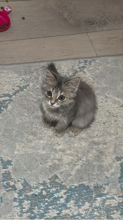 Отдам котенка в добрые руки