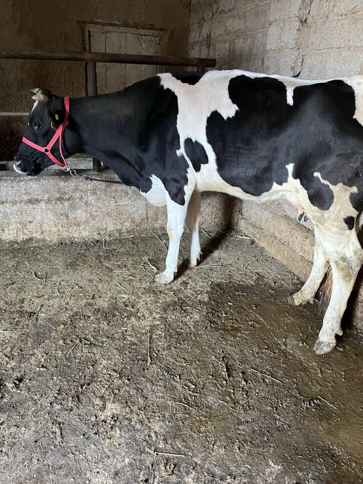 Срочни она бола сигр сотлади ювош