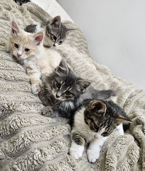 Котята в добрые руки
