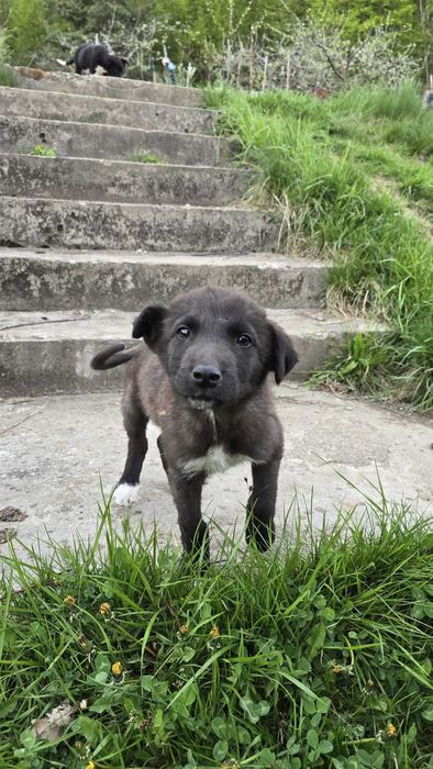 Catelusi spre adoptie