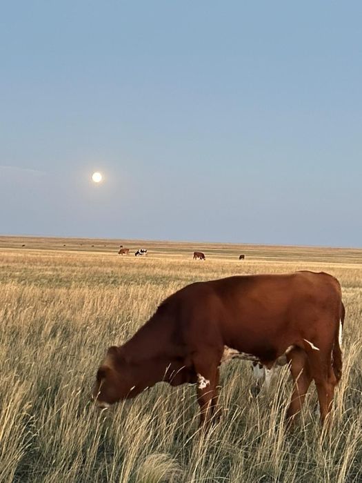 Подсос бұзаулар сатам