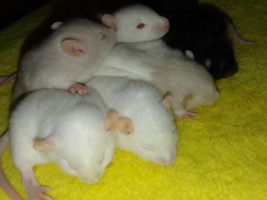 Крыски Дамбо хаски капюшон