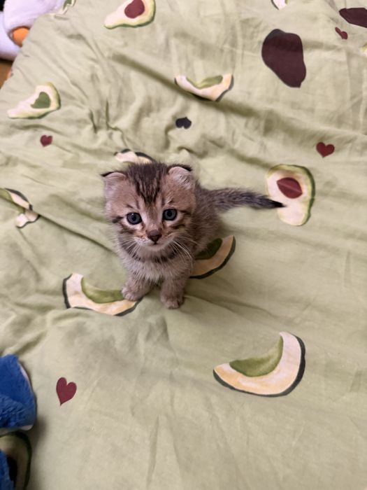 Отдам котят в добрые руки