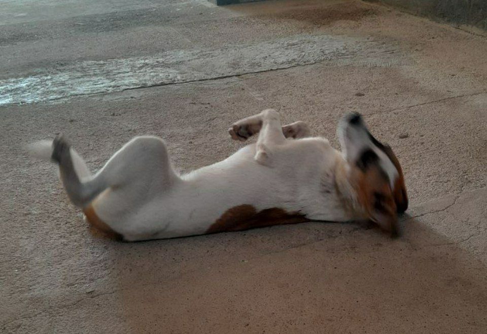 Ищет дом и любящих хозяев Персик!