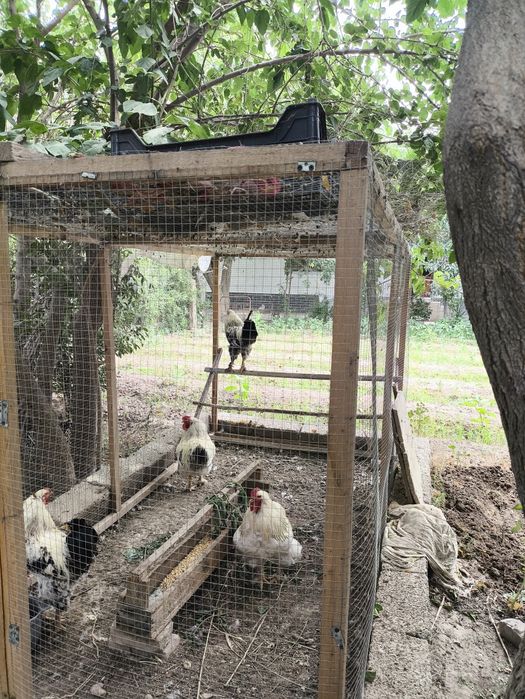 Brama xoʻrozlar sotiladi