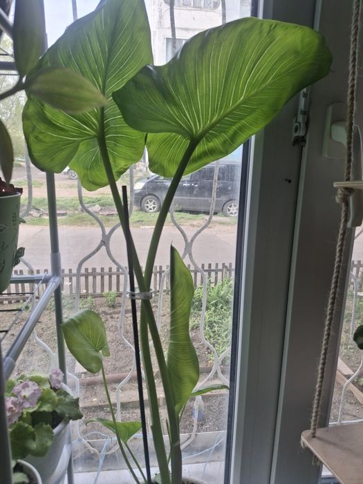 Продам домашние цветы