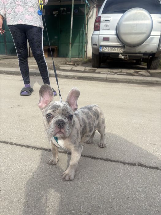 Продавам куче френски булдог мерле