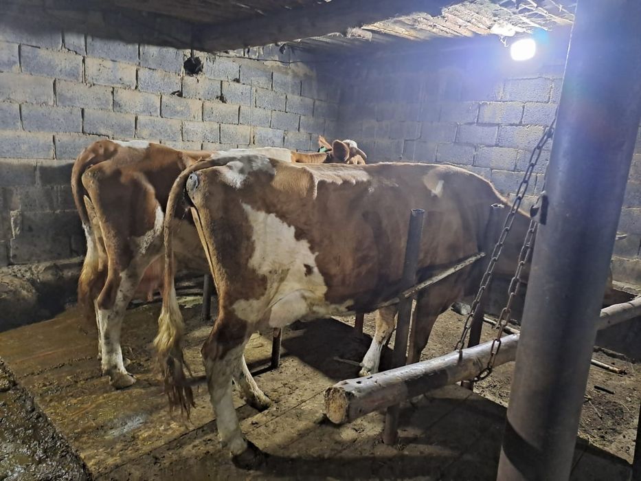 Дойная корова продам