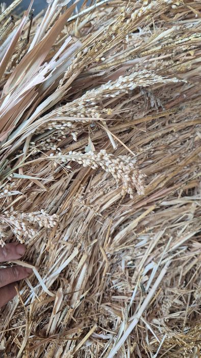 Продавам Бали просо !