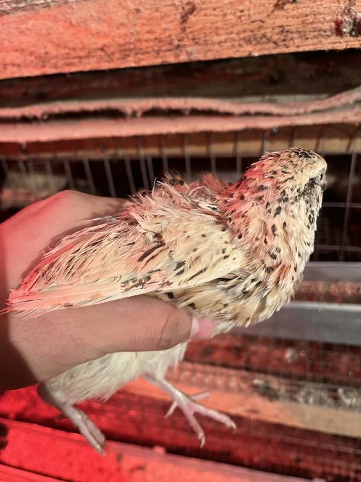 Перепелки несушки