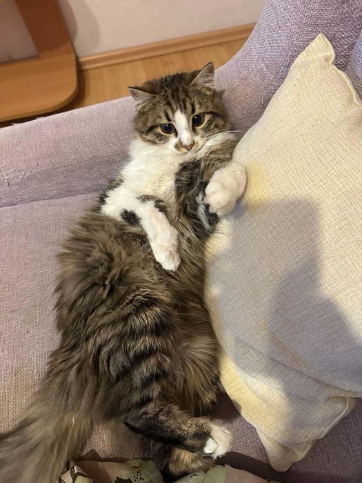 Коте за осиновяване