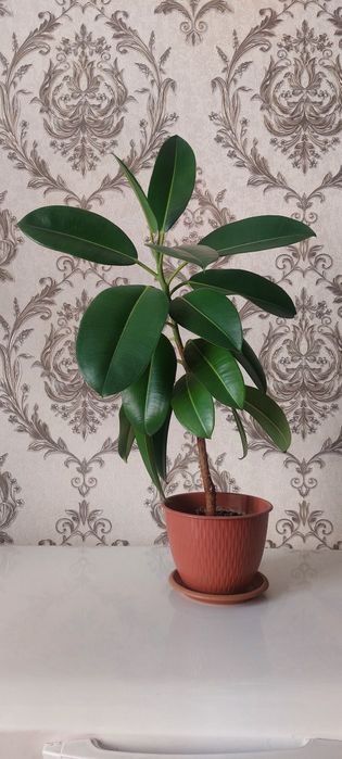 Прода цветок фикус