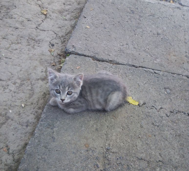 Продажа котят в хорошие руки