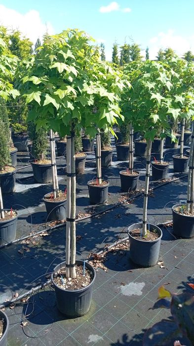 Palmier trachicarpus, Fortunei, arțar rosu,liquidambar