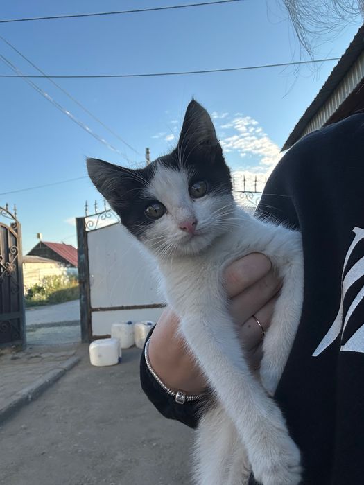 Отдам котенка бесплатно, мальчик