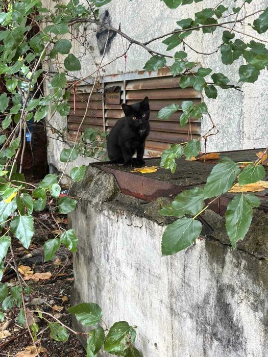 Подарявам 2 котета - майка и син