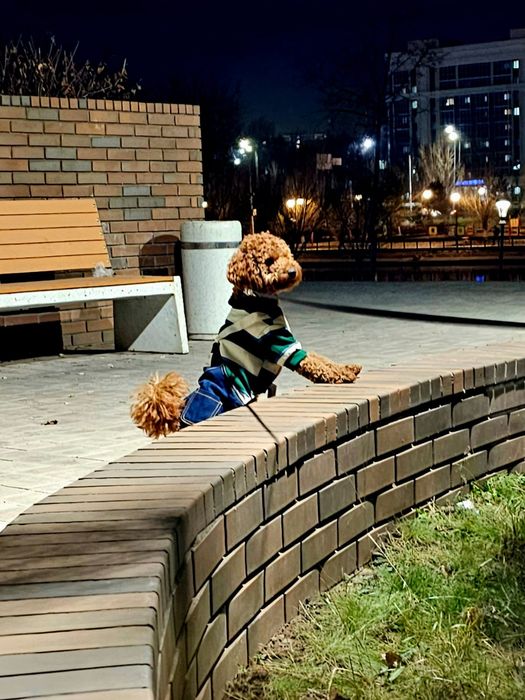 Той пудель продать