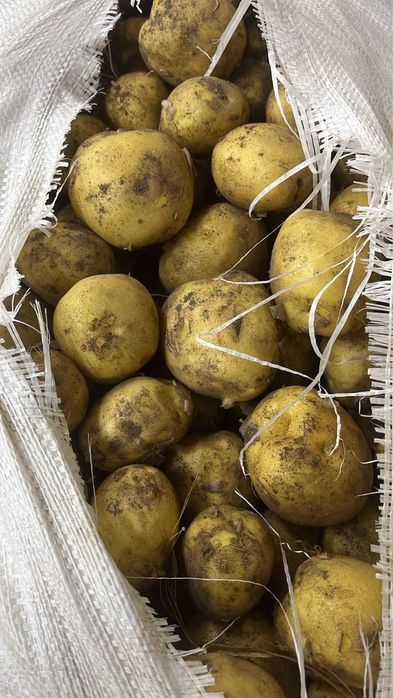 Картошка картофель