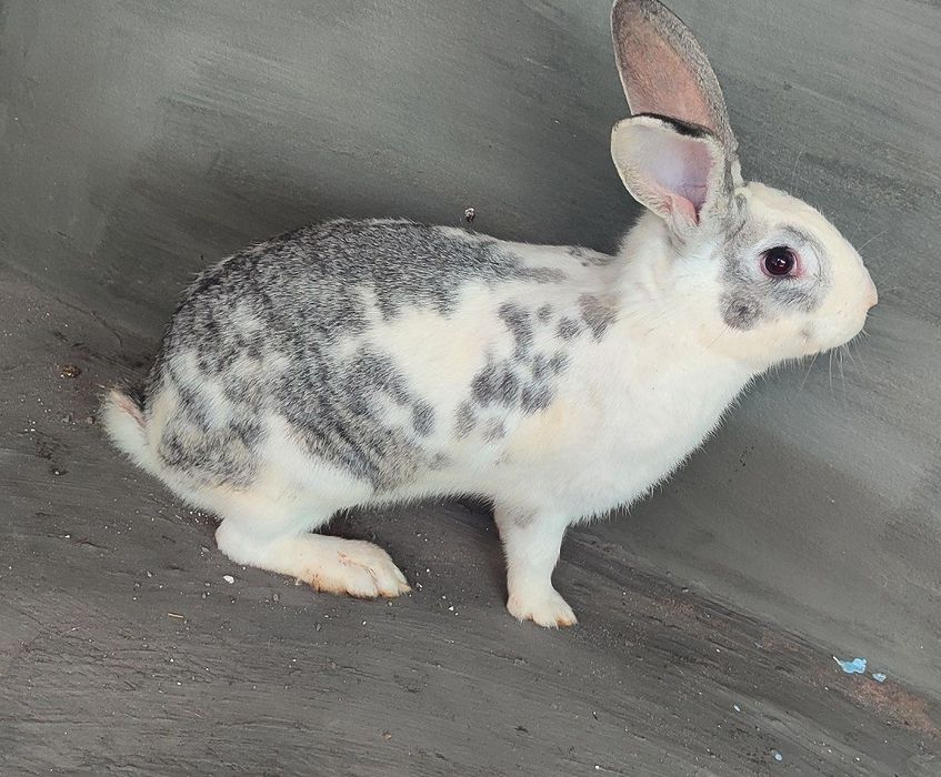 Продается кролиха, беременная!