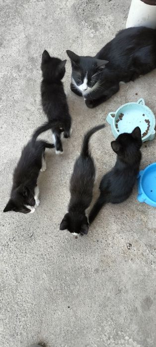 Здравствуйте Котёнок даром
