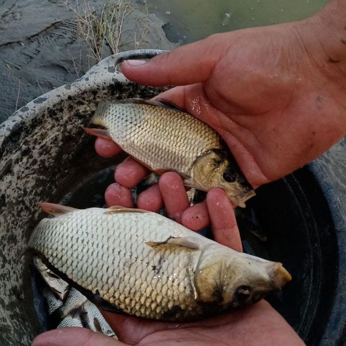 Балик сотилади  сазан Талсталоб амур