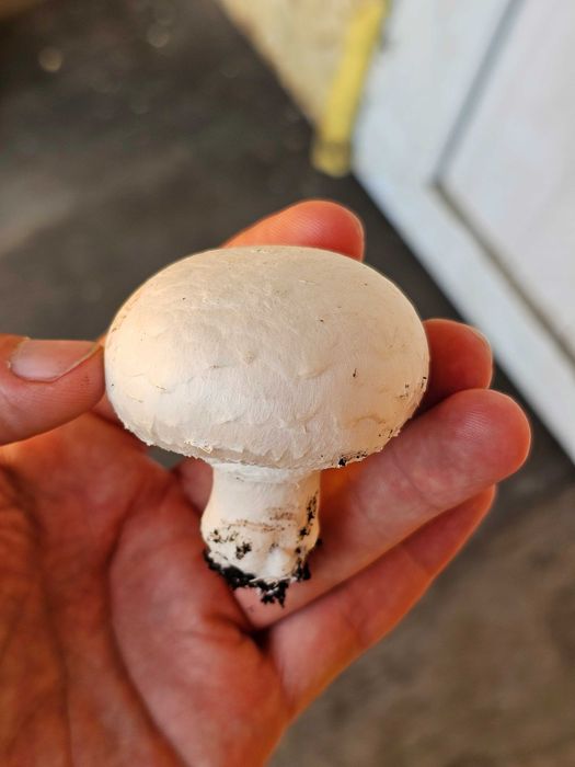 Продам грибницу шапиньенов.